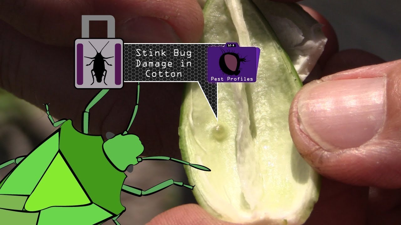 Detecting and Controlling for Stink Bug Damage in Cotton