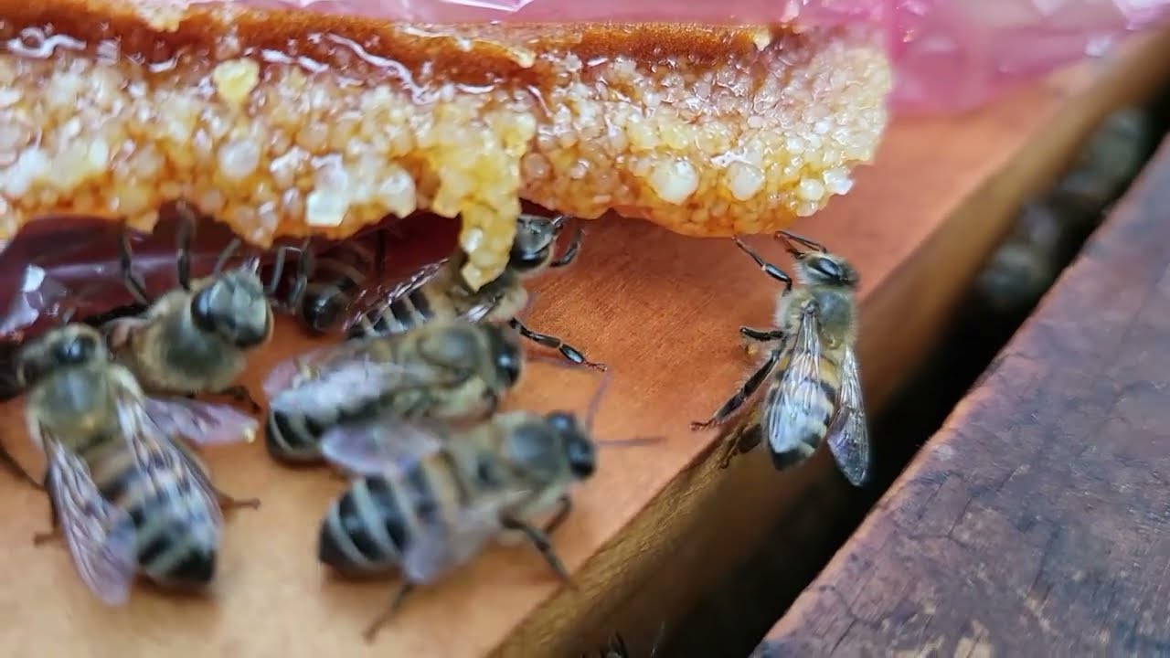 Seguimiento de alimentacion con caramelo