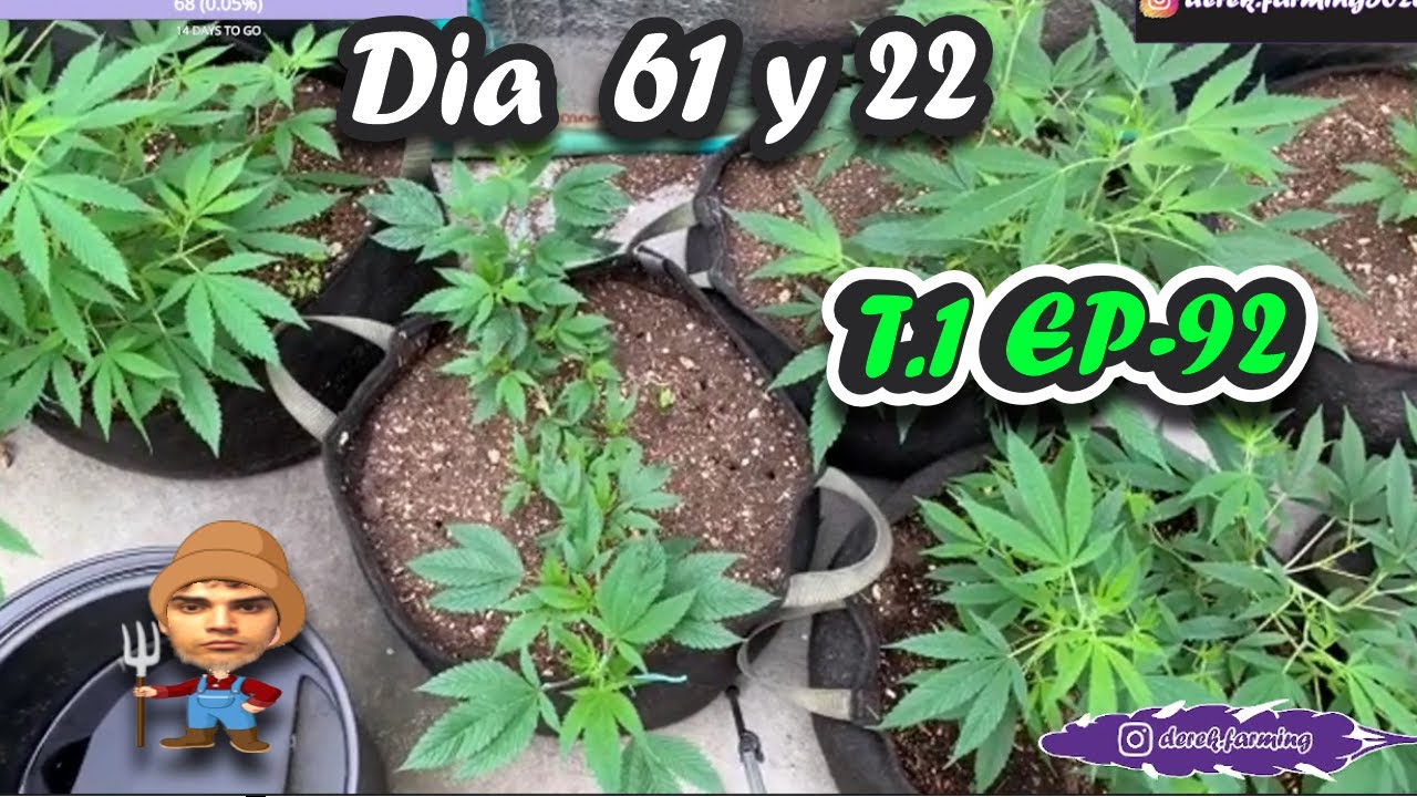 REGANDO LAS BABYS   / D&Iacute;A 61 & 22 DE FLORA/ DDC // T1 E92-  Derek Farming
