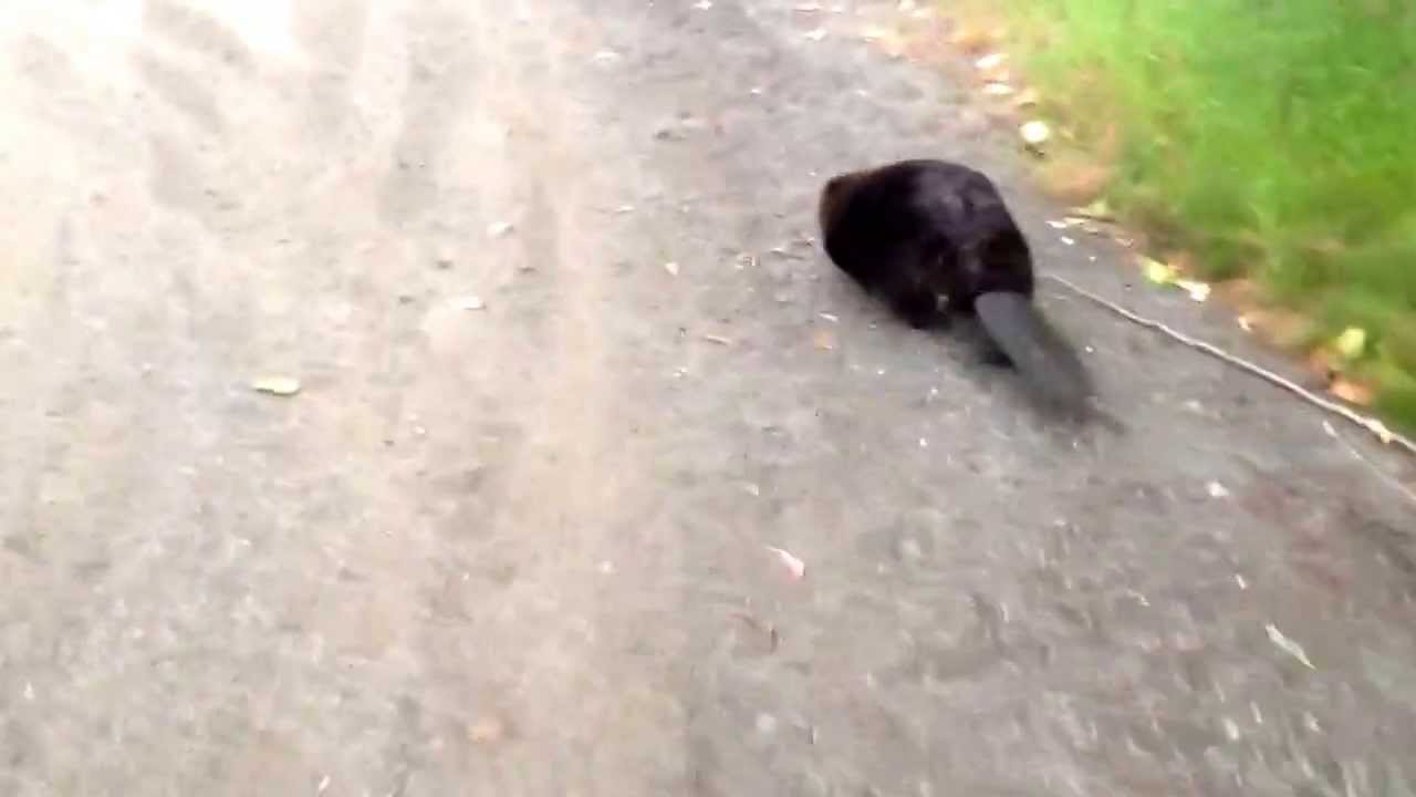 The beaver chase