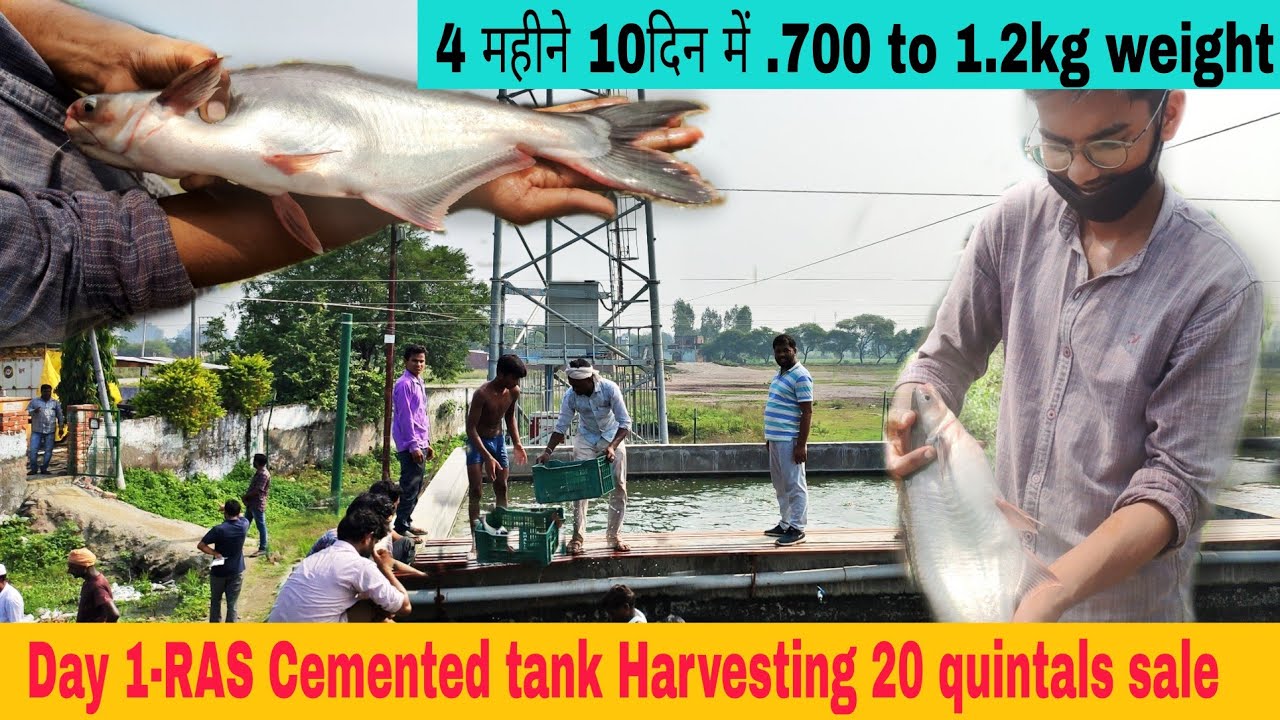 Pangas Fish Harvesting (Baikra) Day-1 20 quintals | Tank fish Kasta