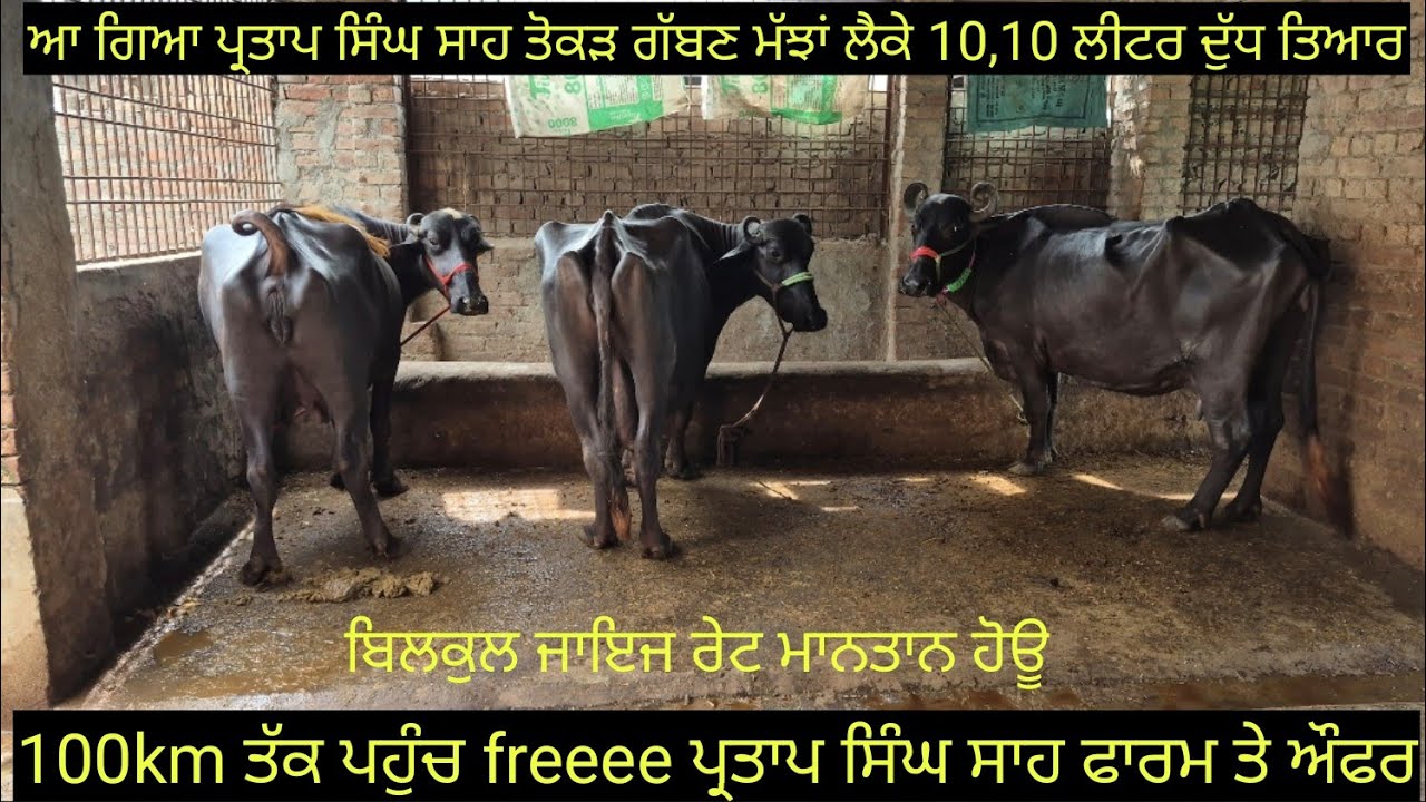 #ਤੋਕੜ ਗੱਬਣ ਮੱਝਾਂ #ਸੱਜਰ ਸੂਈ ਮੱਝ ਵਿਕਾਊ 3 animals for sale #best #qulity #bufflo #viralvideo #shere 