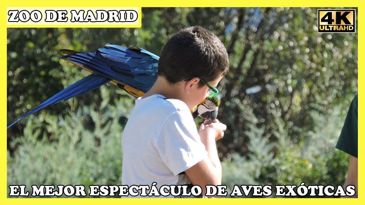 🟢 EL MEJOR ESPECTÁCULO DE AVES EXÓTICAS EN EL ZOO AQUARIUM DE MADRID ESPAÑA EN 4K 🟢