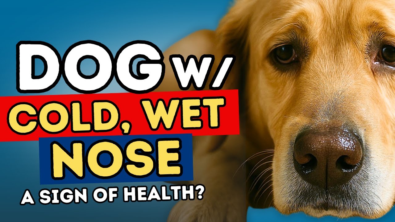 Can You Tell If Your Dog Is Sick by Their Nose? | Dr. Jones Explains