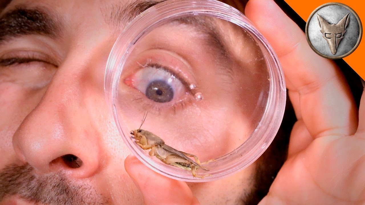 5 Essential Tools Every Mole Cricket Enthusiast Needs NOW