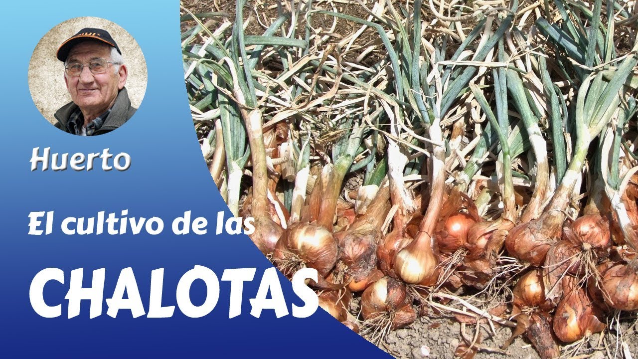 EL CULTIVO DE LA CHALOTA, ECHALOTTE O ASCALONIA- GUÍA COMPLETA  ( Huerto familiar)
