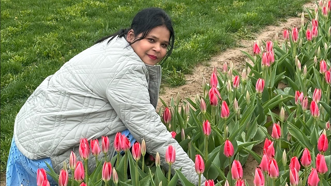 Tulip Festival at Holland Ridge Farm in New Jersey l Dutch Tulip l April 12, 2025 l U-pick Tulip