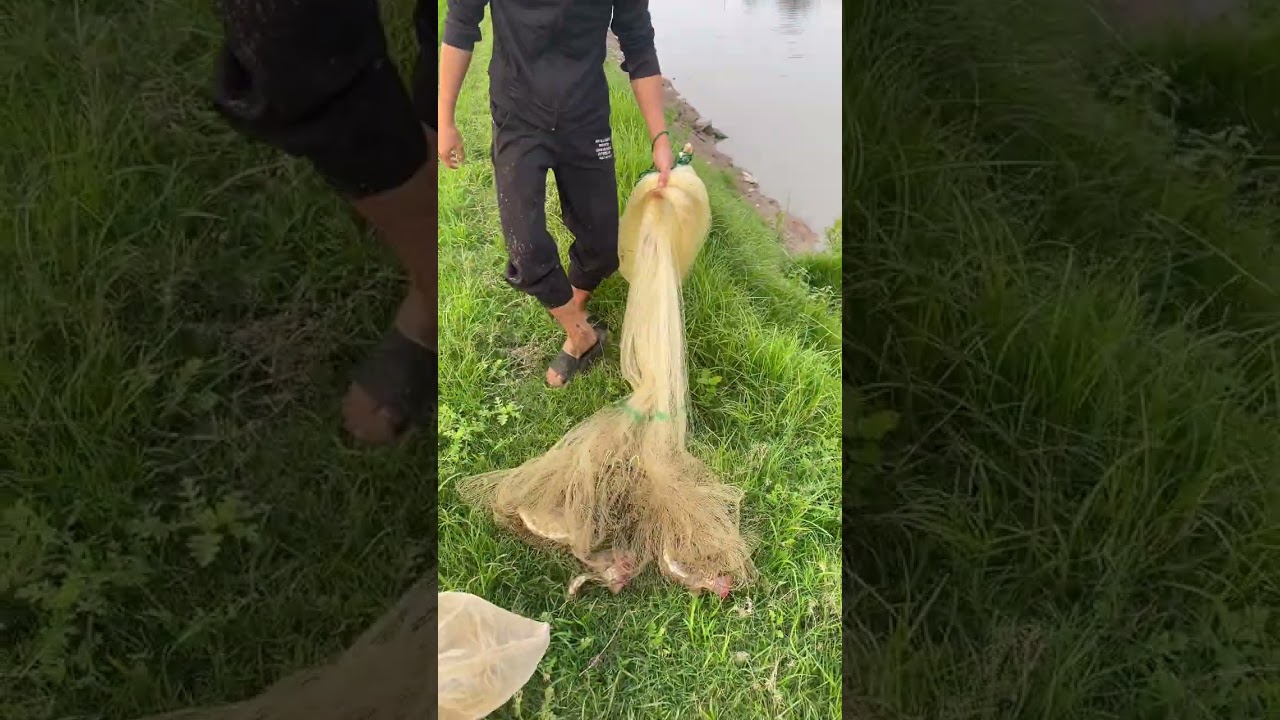 #sinhratulang @video bắt cá p2