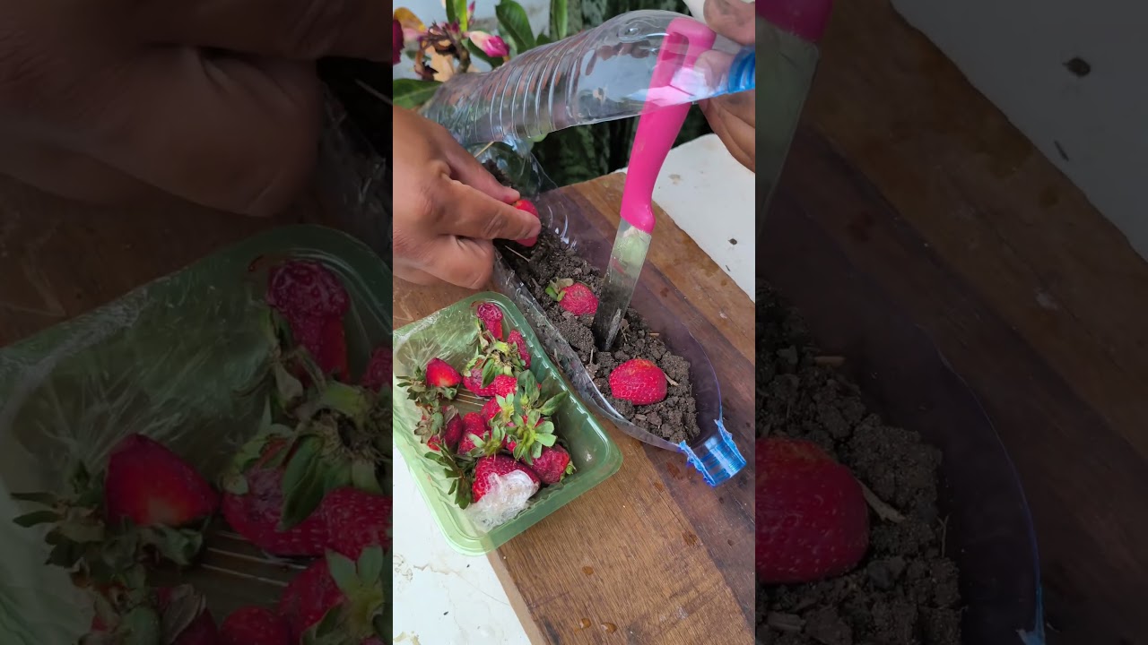 mini estufa pra plantar morango