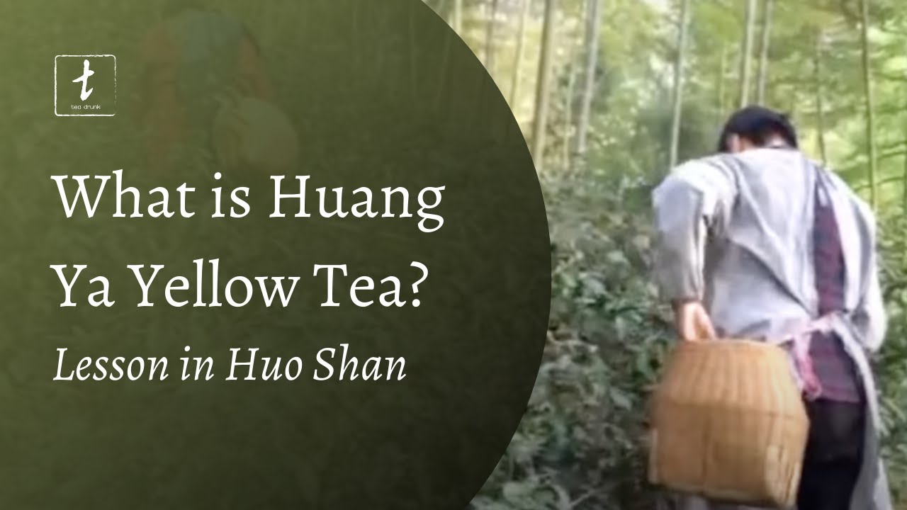 What is Yellow Tea? A Trip to Huo Shan for Huang Ya
