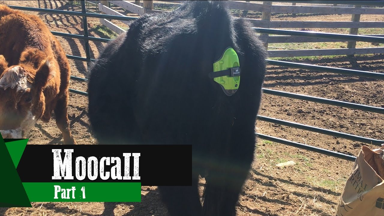 Moocall Part 1