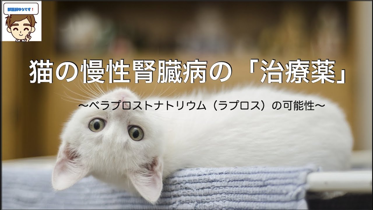 【獣医が解説】猫の慢性腎臓病の「治療」するクスリ　〜ベラプロストナトリウム（ラプロス）の可能性〜