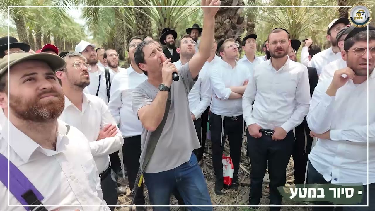 איך מגדלים לולב? סיור מצולם בשדה ובבית האריזה והמיון ההלכתי - קיבוץ טירת צבי