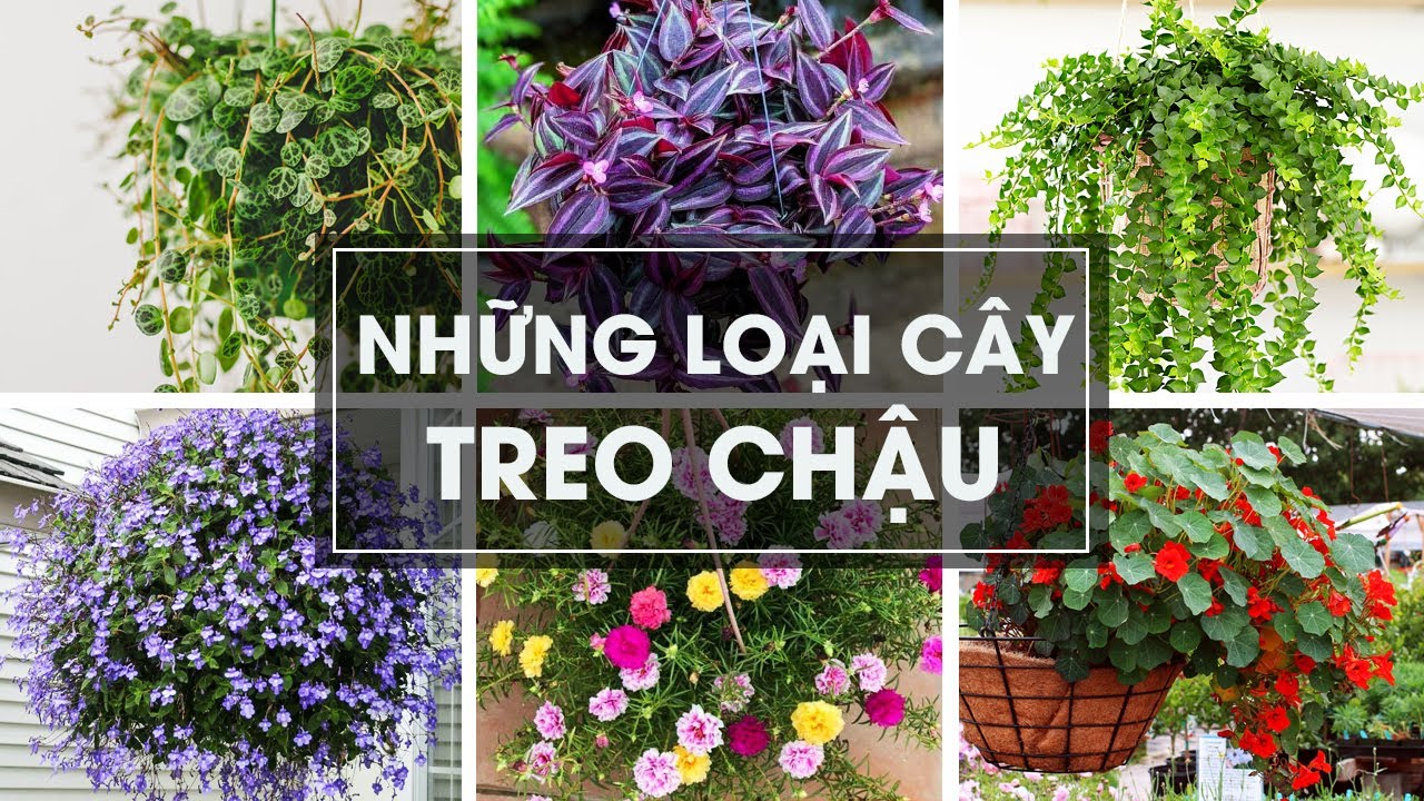 Các loại cây treo chậu đẹp nhất - TOP 60 Plants for Hanging Baskets