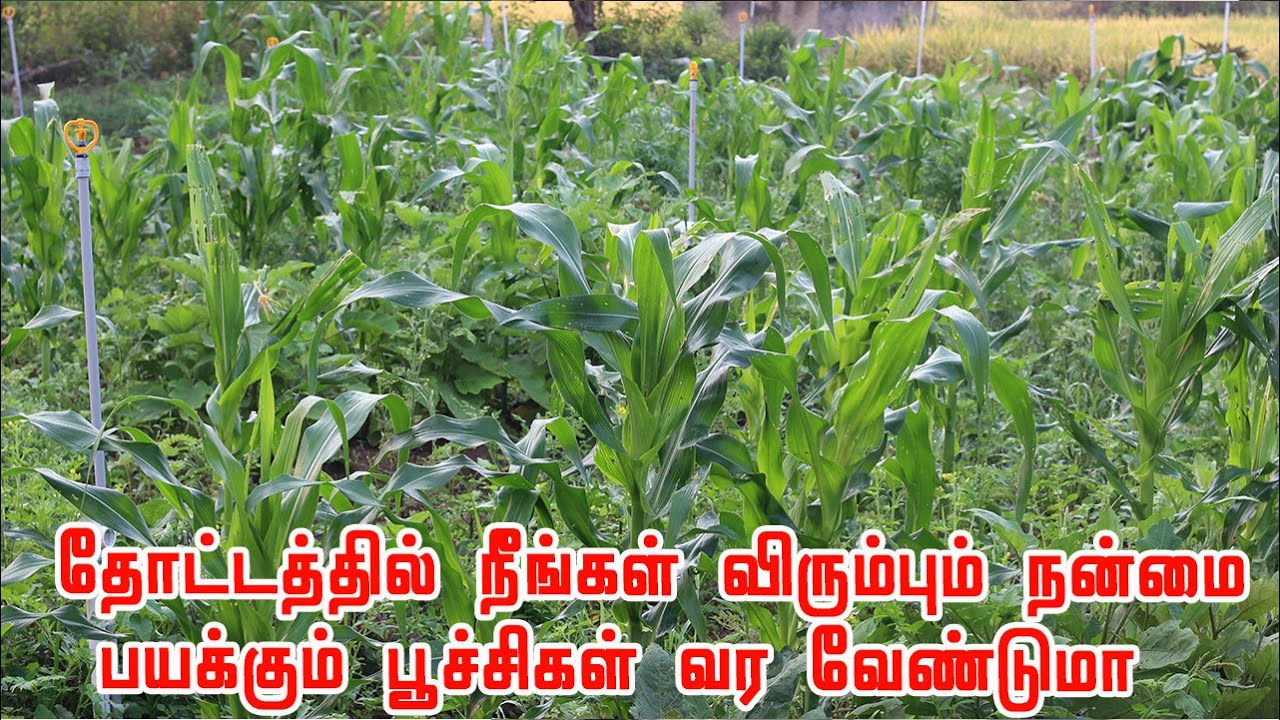 இந்த 5 விஷயங்கள் உங்க வயலில் இருந்தால் நன்மை செய்யும் பூச்சிகள் தானாவே உங்க வயலுக்கு வரும்