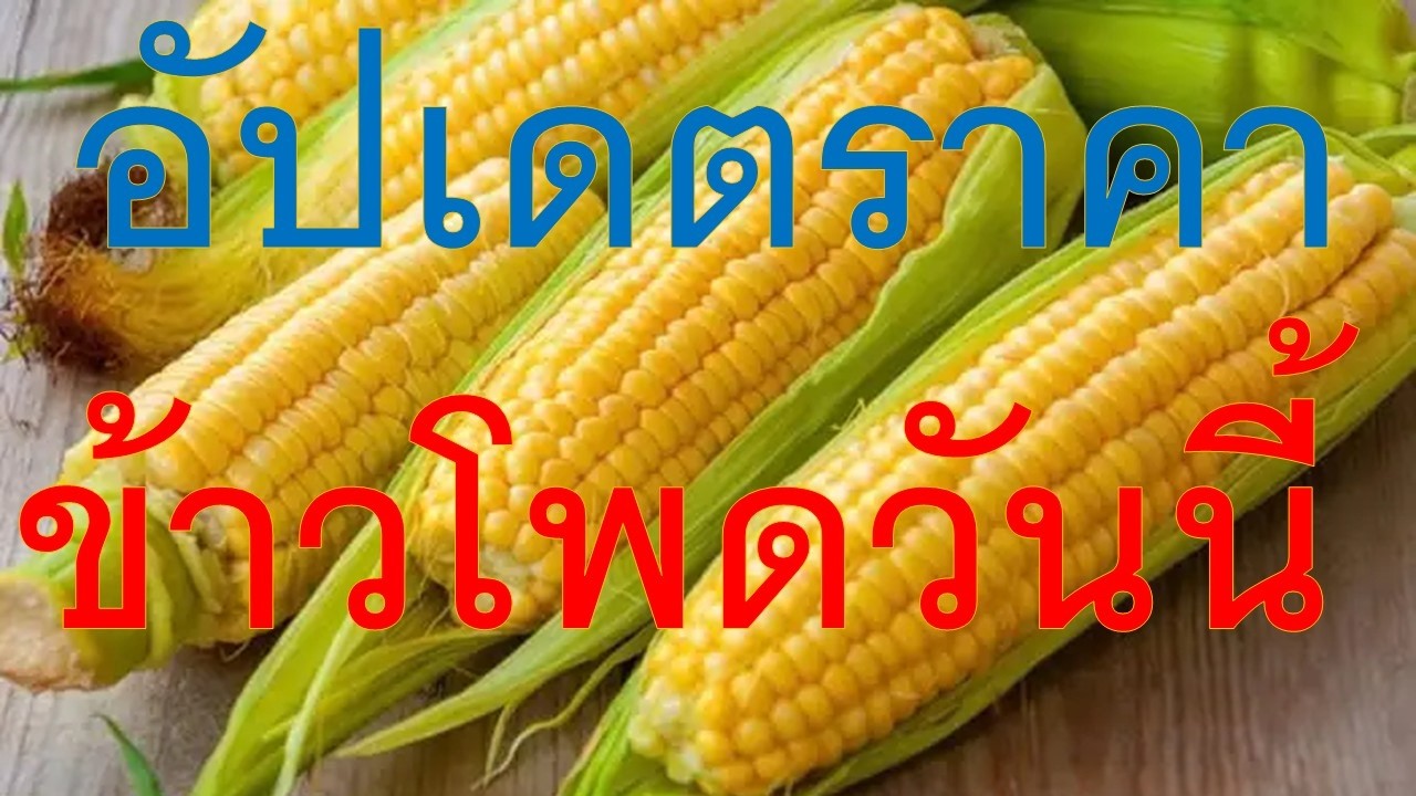 อัปเดตราคาข้าวโพดปลายเดือนกุมภาพันธ์ 2569