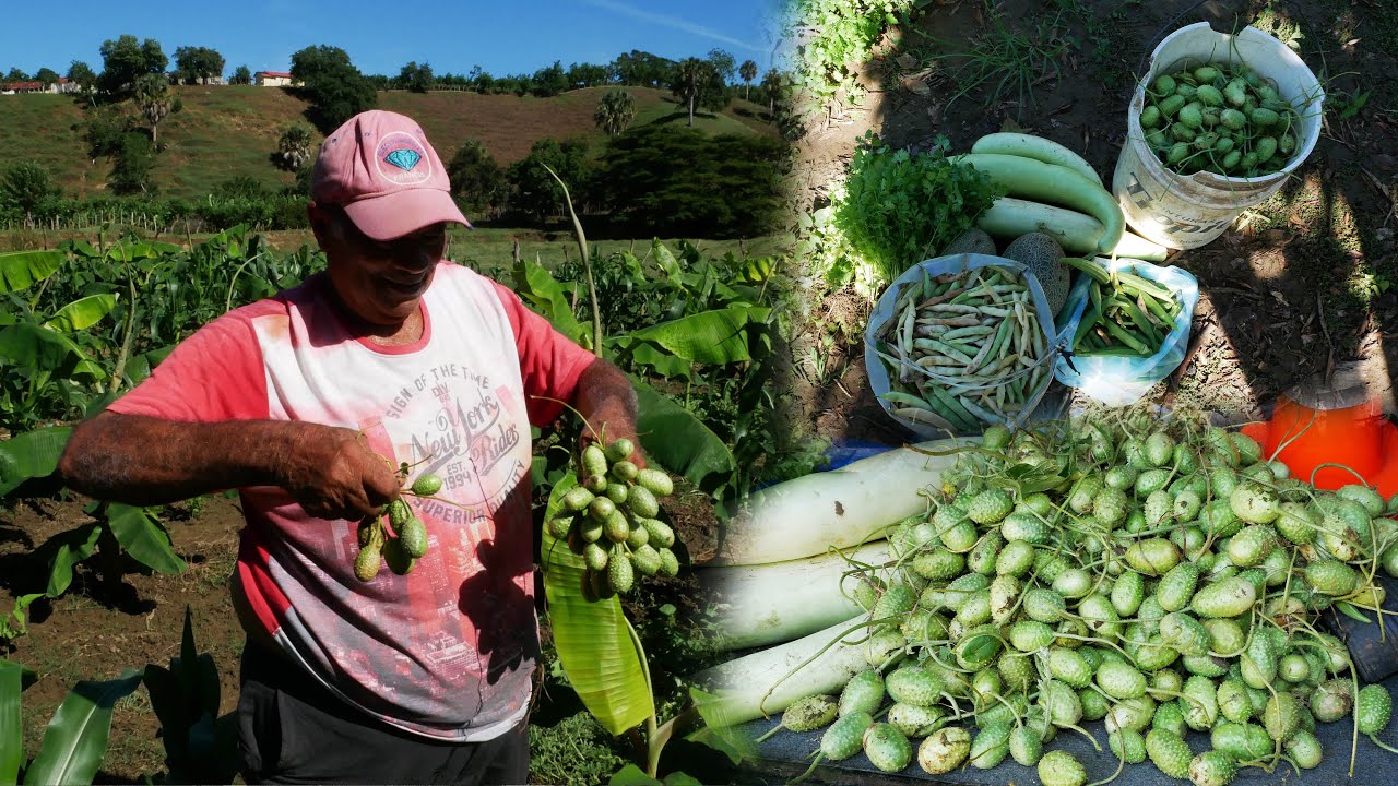 Juan Luis cosecha de todo en su conuco, pepino cocombro  La vida del campo