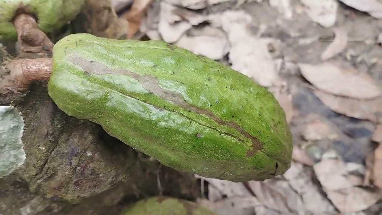 Dalam satu pokok koko ada dua klon yang berbeza. 