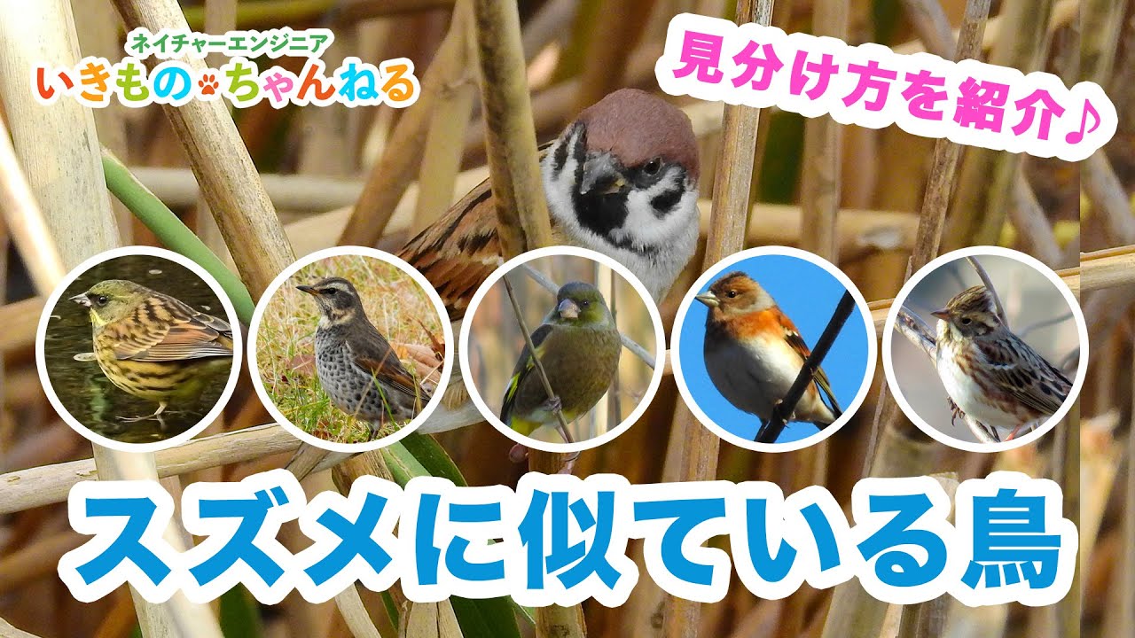 スズメに似ている鳥たち。その特徴と見分け方