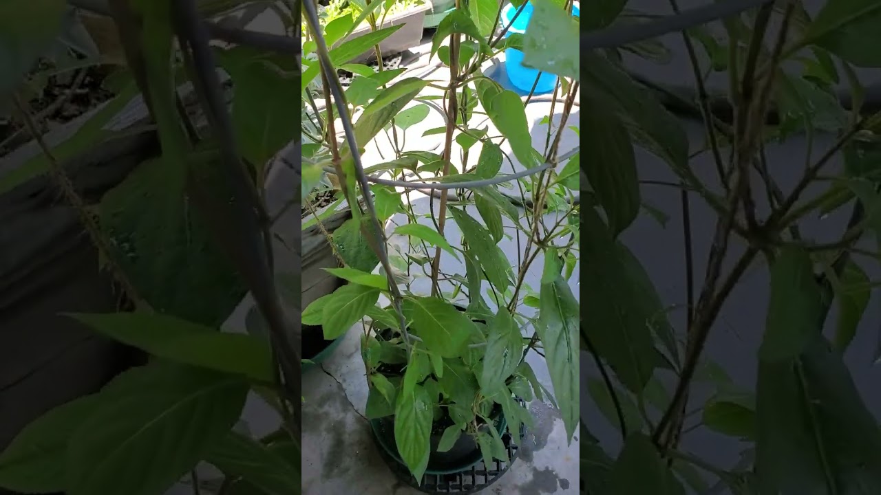 Paederia foetida aka Skunk vine. Daun Sembukan,godhong sembukan (Indonesia native plant)