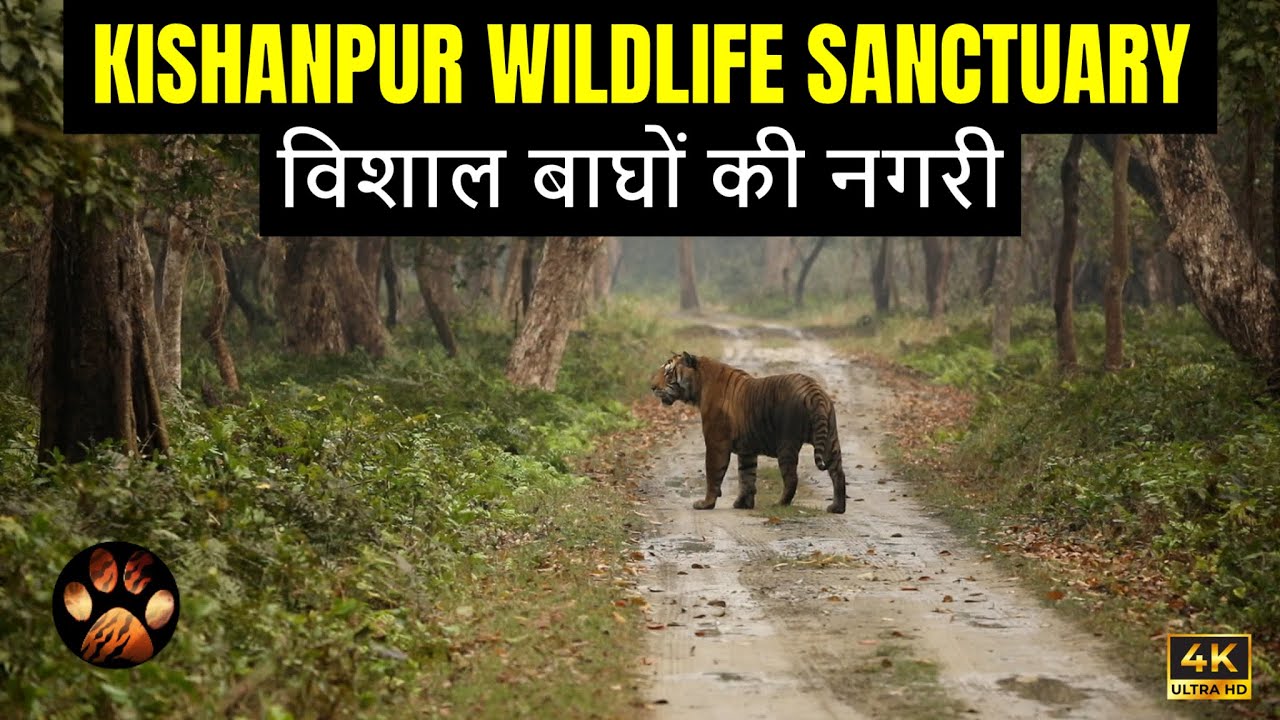 Ep 7 - Kishanpur Wildlife Sanctuary | Tiger Sighting in Rain | Terai Jungle Safari in Monsoons 4K