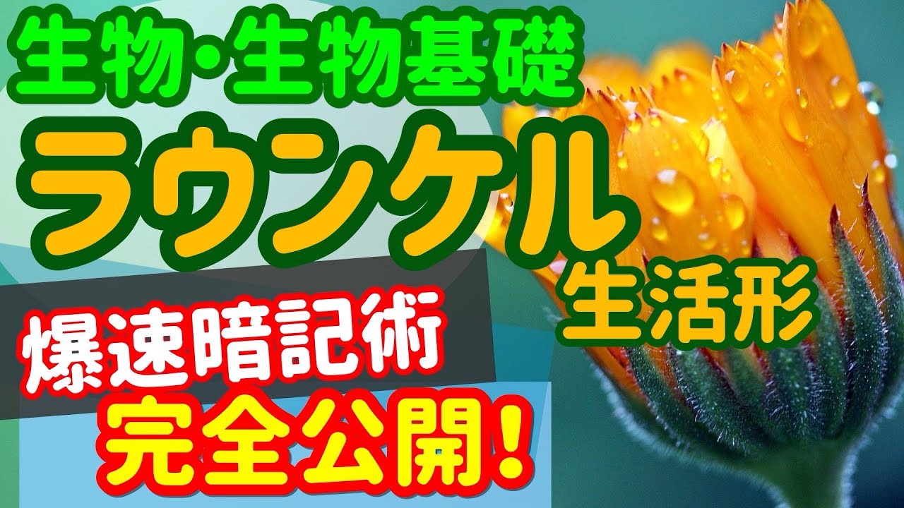 【生物基礎 41】生態系【ラウンケルの生活形】を宇宙一わかりやすく