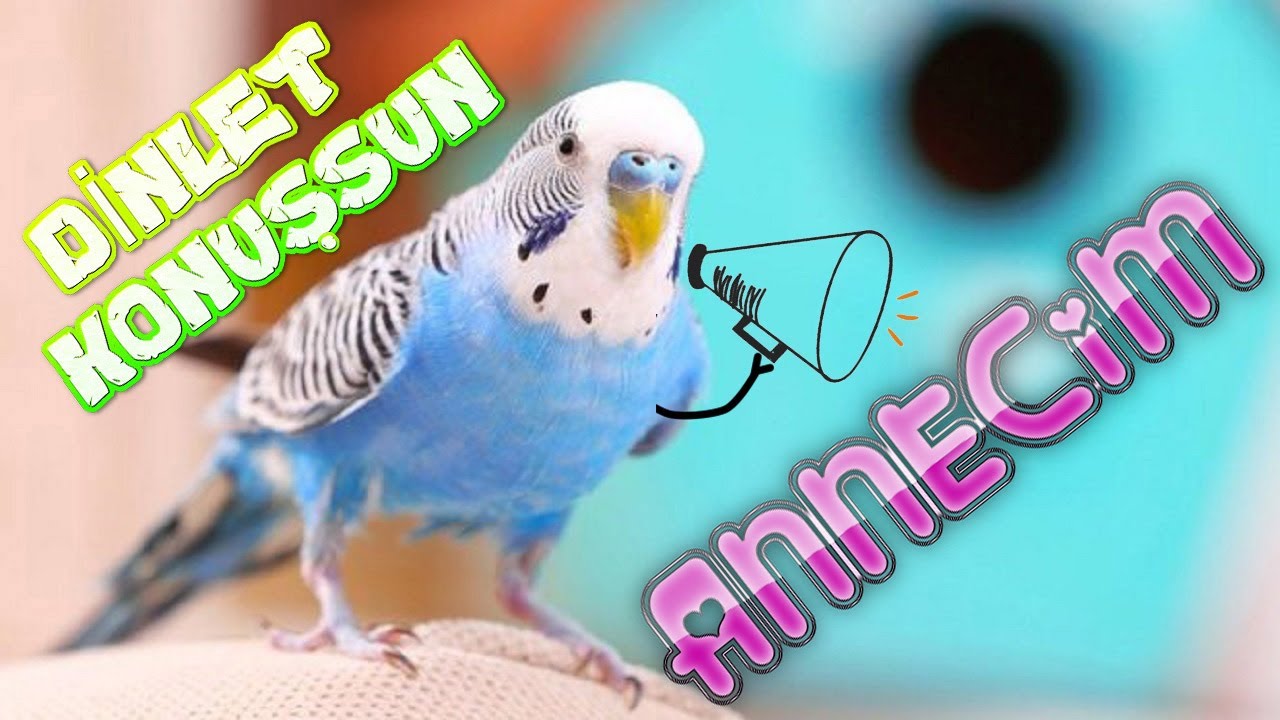 Muhabbet Kuşu Sesinden ANNECİM | 1 Saat  Annecik Diyen Muhabbet Kuşu ÇİKO #DinletKonuşsun