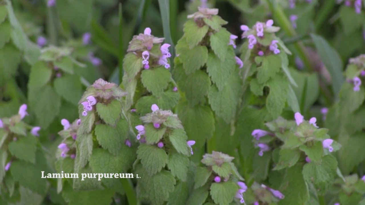 Lamium purpureum