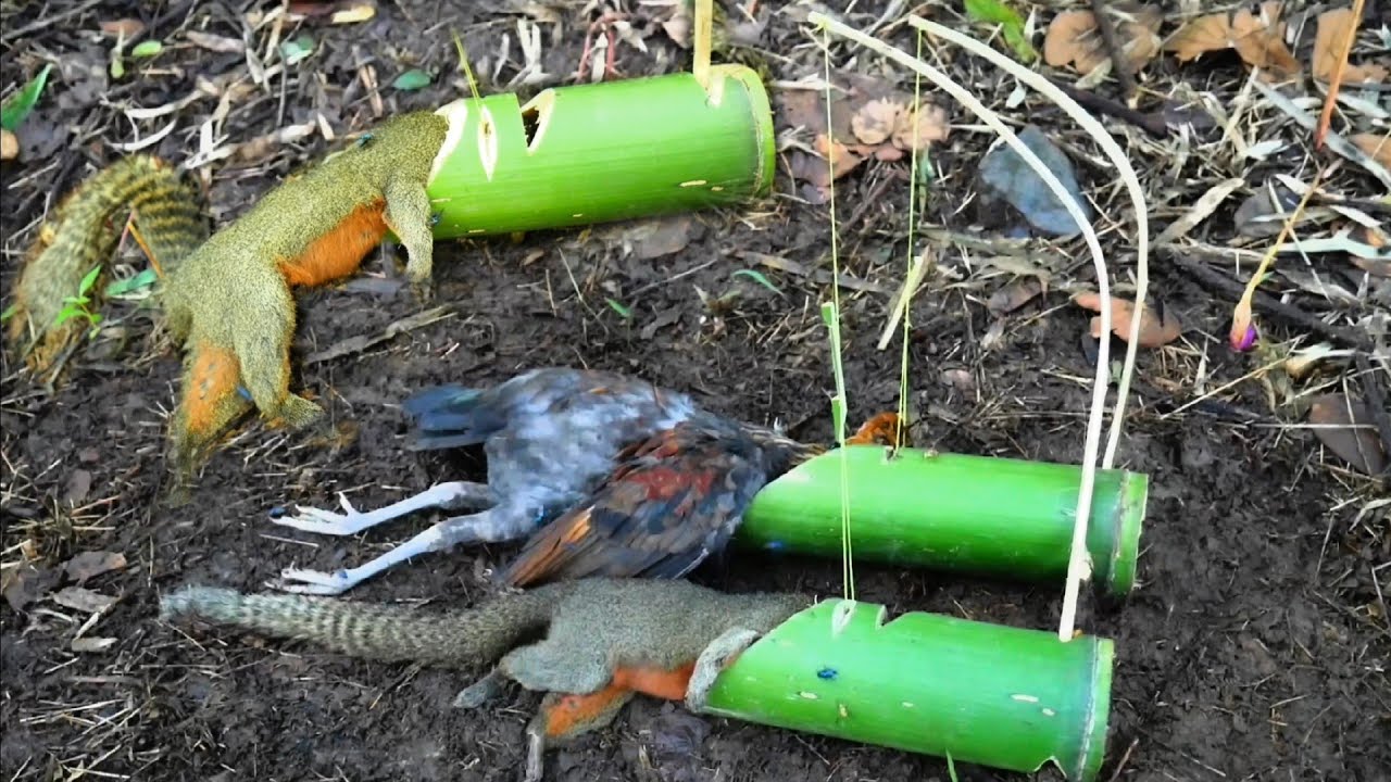 You Wild: Use bamboo to build chicken and squirrel traps.