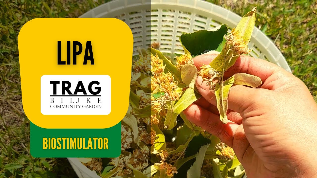 BIOSTIMULATOR OD LIPE (lat. Tilia) (2022) [TRAG BILJKE]