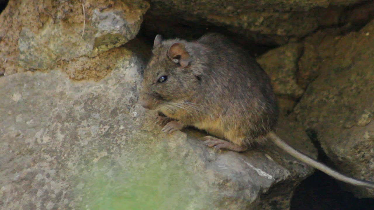 Degú costino. (Octodon lunatus)