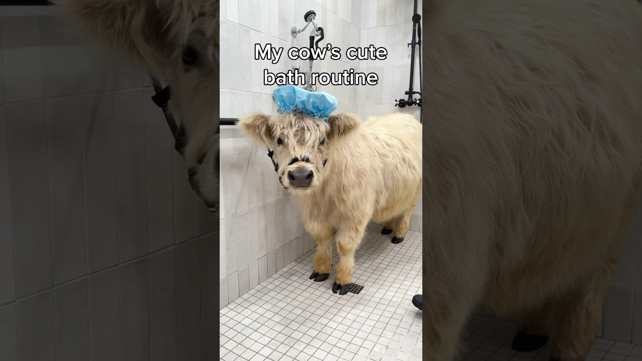 My Cow&rsquo;s Cute Bath Routine 🫧