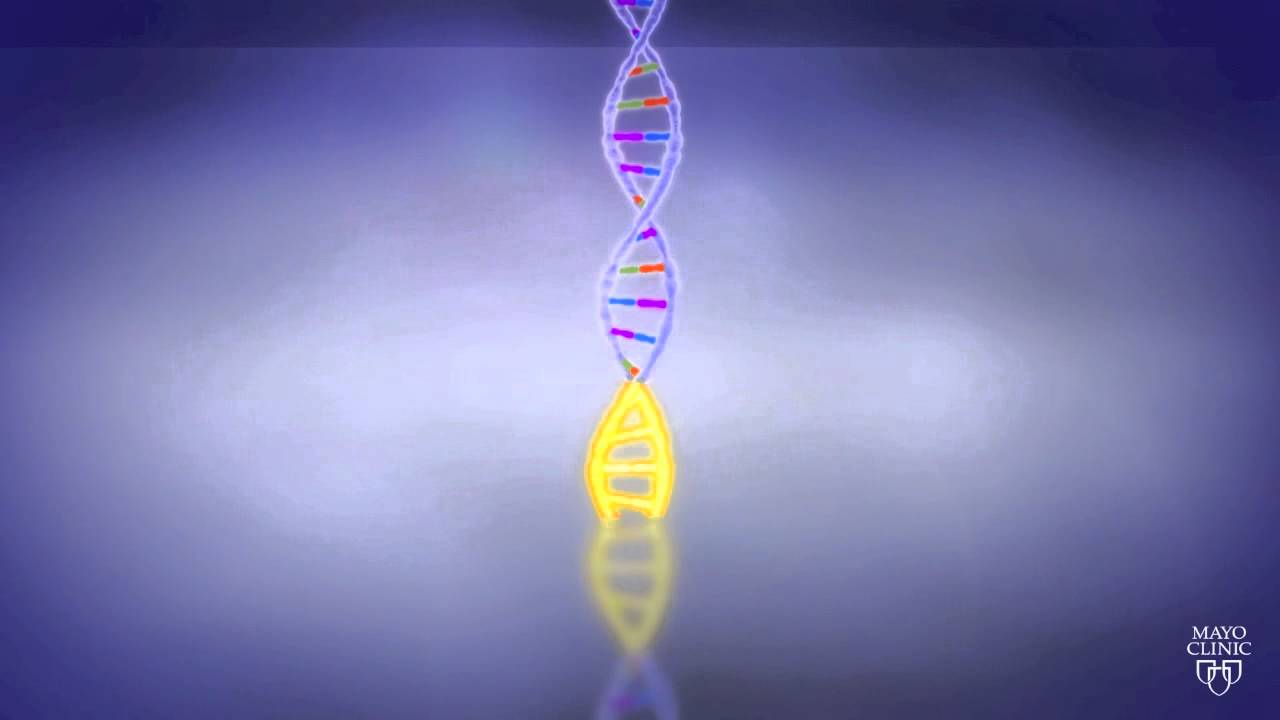 Studying Genetic Causes of HLHS