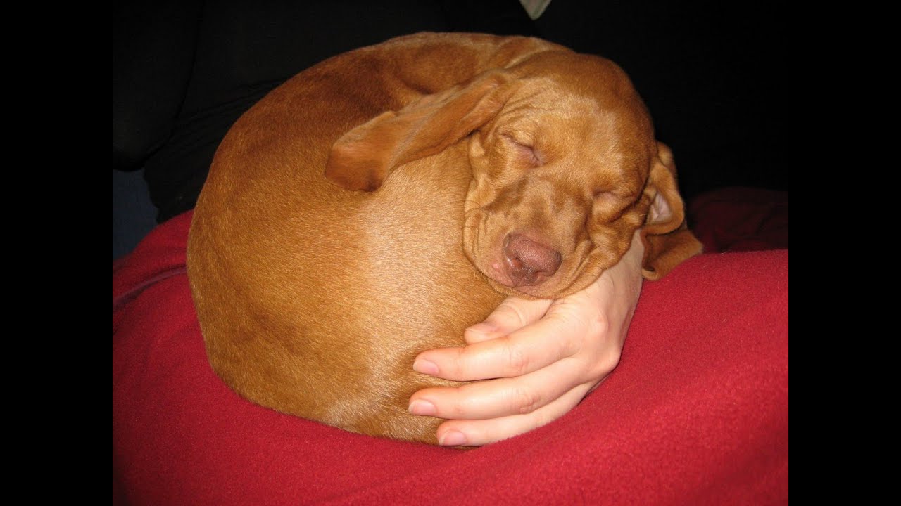 Adélka, puppy of hungarian vizsla