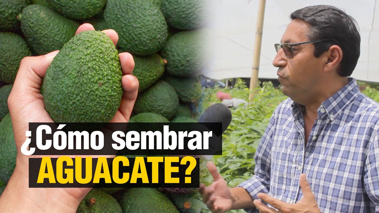 ¿ Cómo sembrar AGUACATE ? - Paso a Paso 🥑