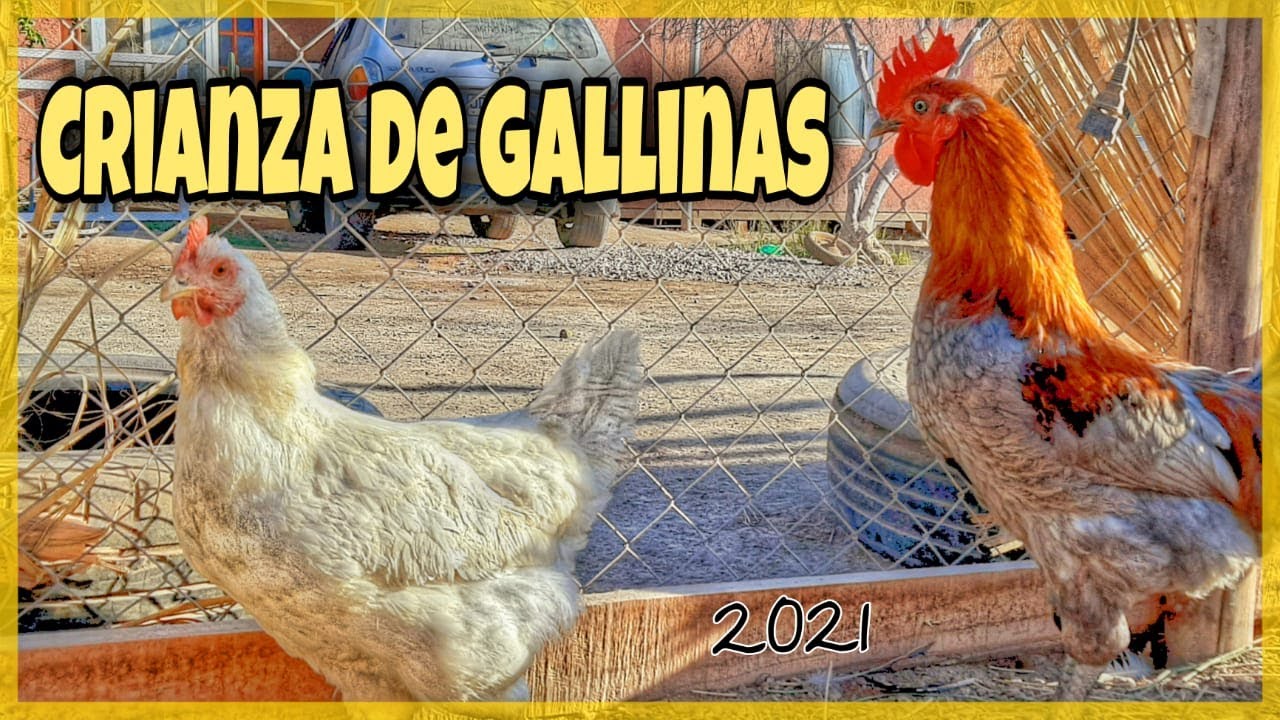actualización gallinero, gallinas criollas y de campo