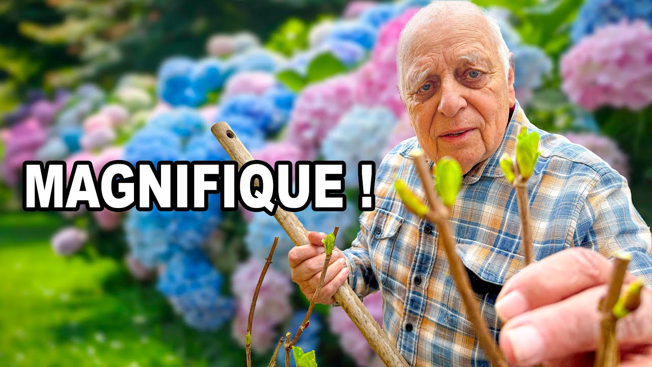 TAILLEZ vos hortensias MAINTENANT pour une FLORAISON SPECTACULAIRE ✂ 🪻