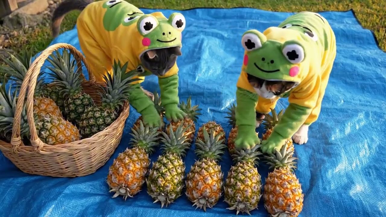 Grey and calico kittens take care of and harvest pineapples, then take them to the market to sell.