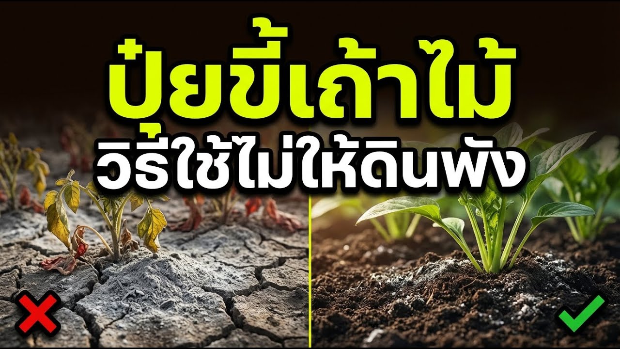 ปุ๋ยขี้เถ้า ใช้ยังไงให้ดินไม่พัง ผักโตจริง ไม่เสียหน้าดิน