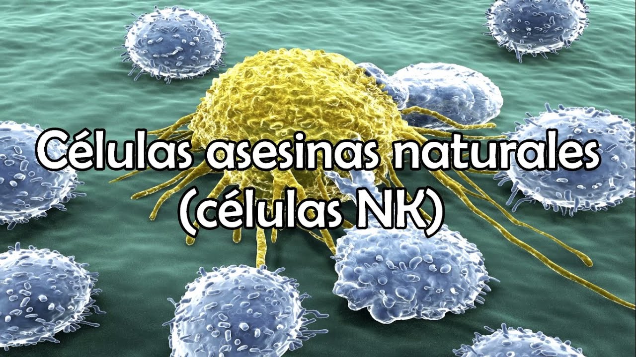 C&eacute;lulas asesinas naturales (c&eacute;lulas NK)