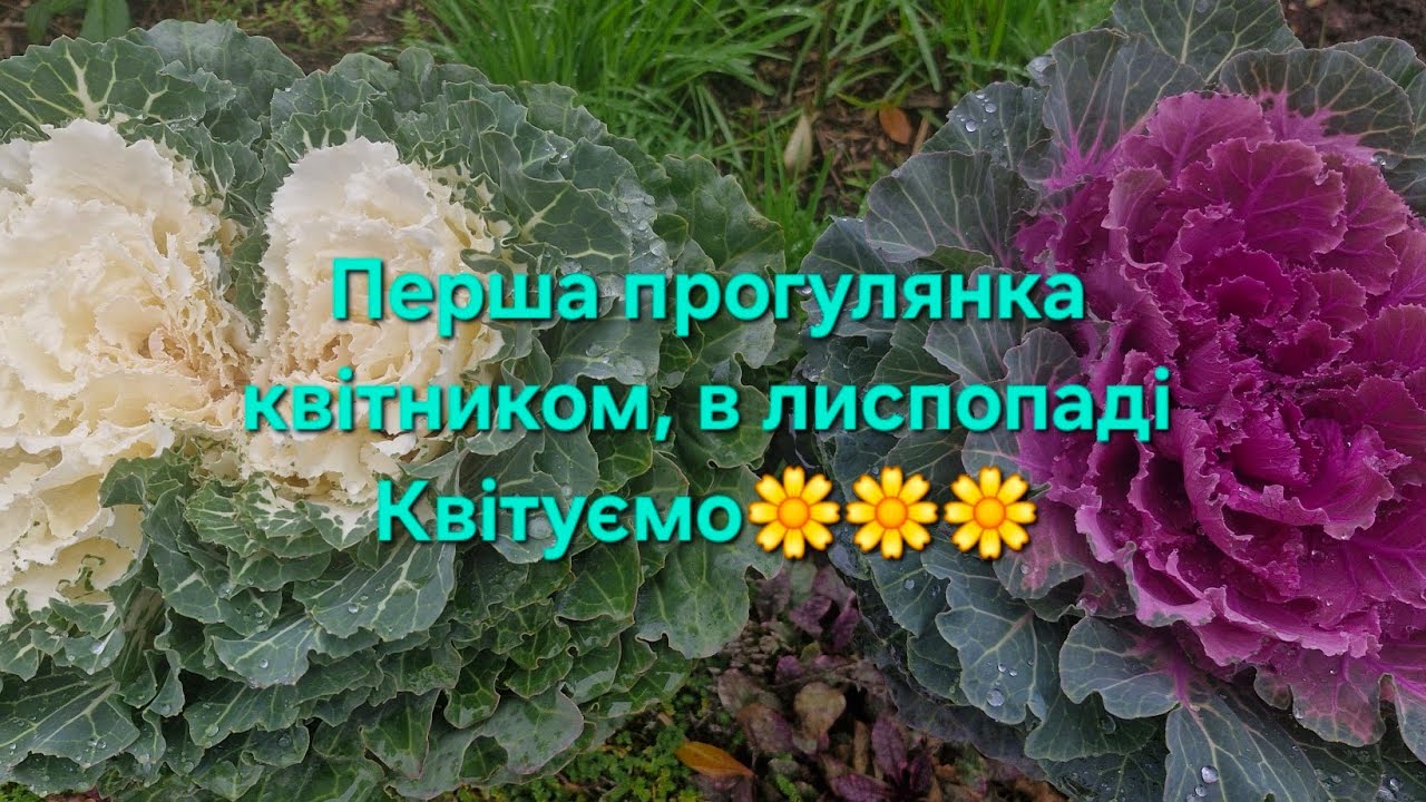 Прогулянка #1 квітником, в лиспопаді/Квітуємо...