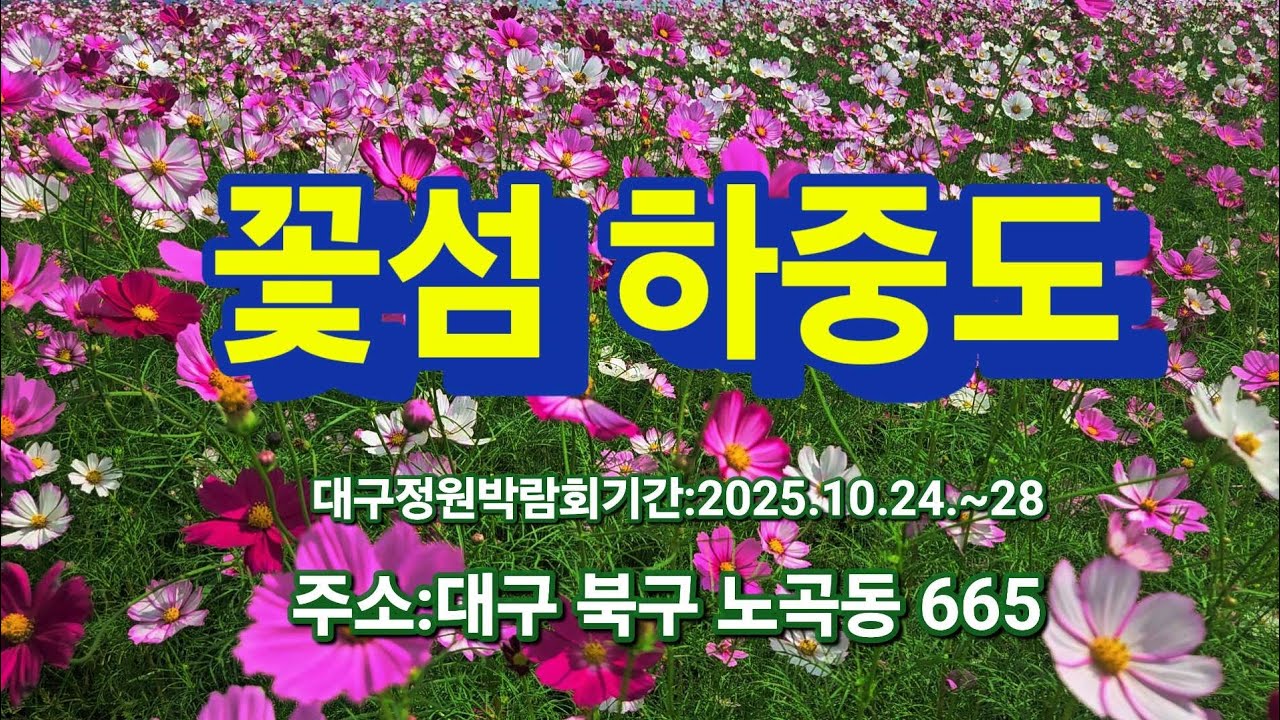 @대구 노곡동 하중도 황하코스모스. 코모모스물결 아름다워요.(대구정원 박람회:2025.10.24~10.28)