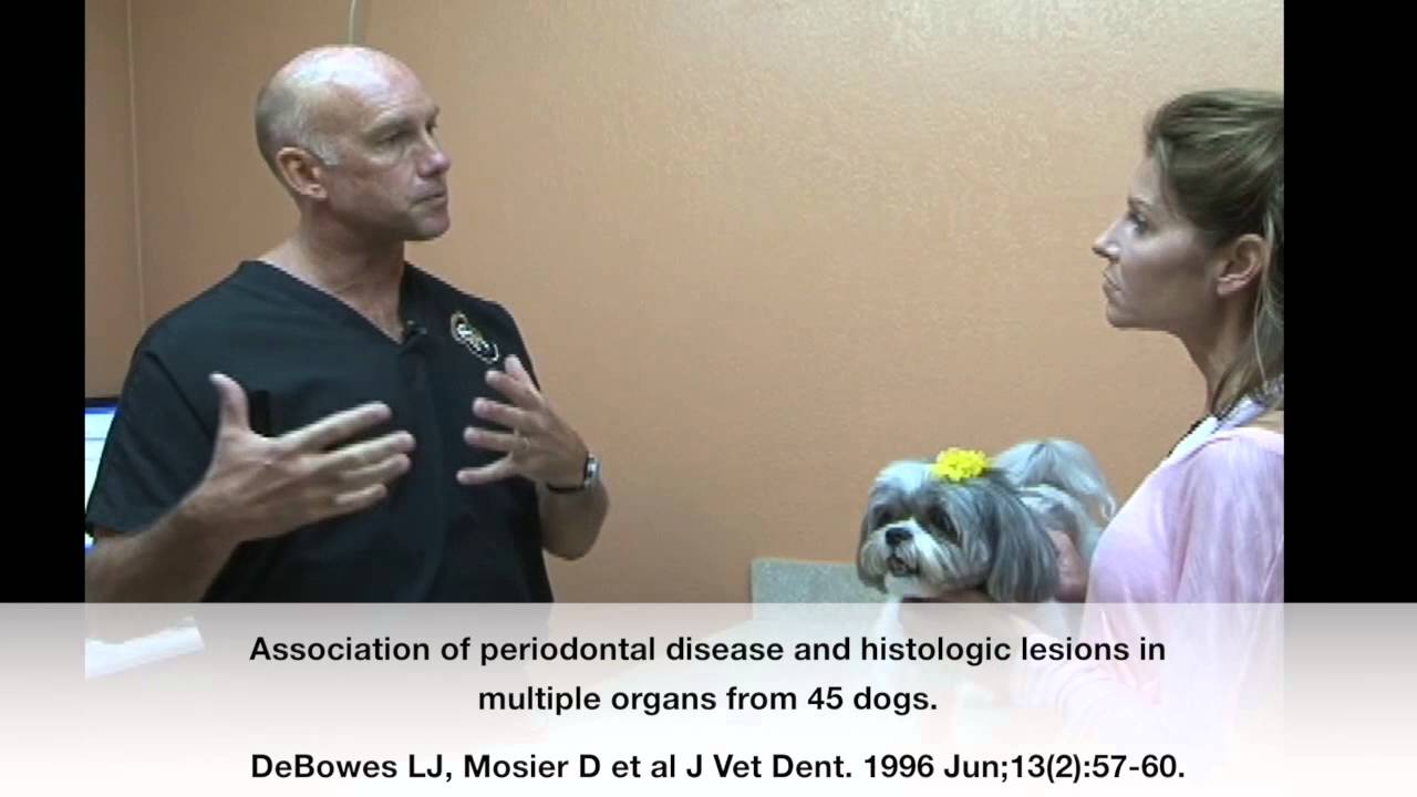 Veterinary Dentist Explains Periodontal & Systemic Disease Connection in Dogs & Cats