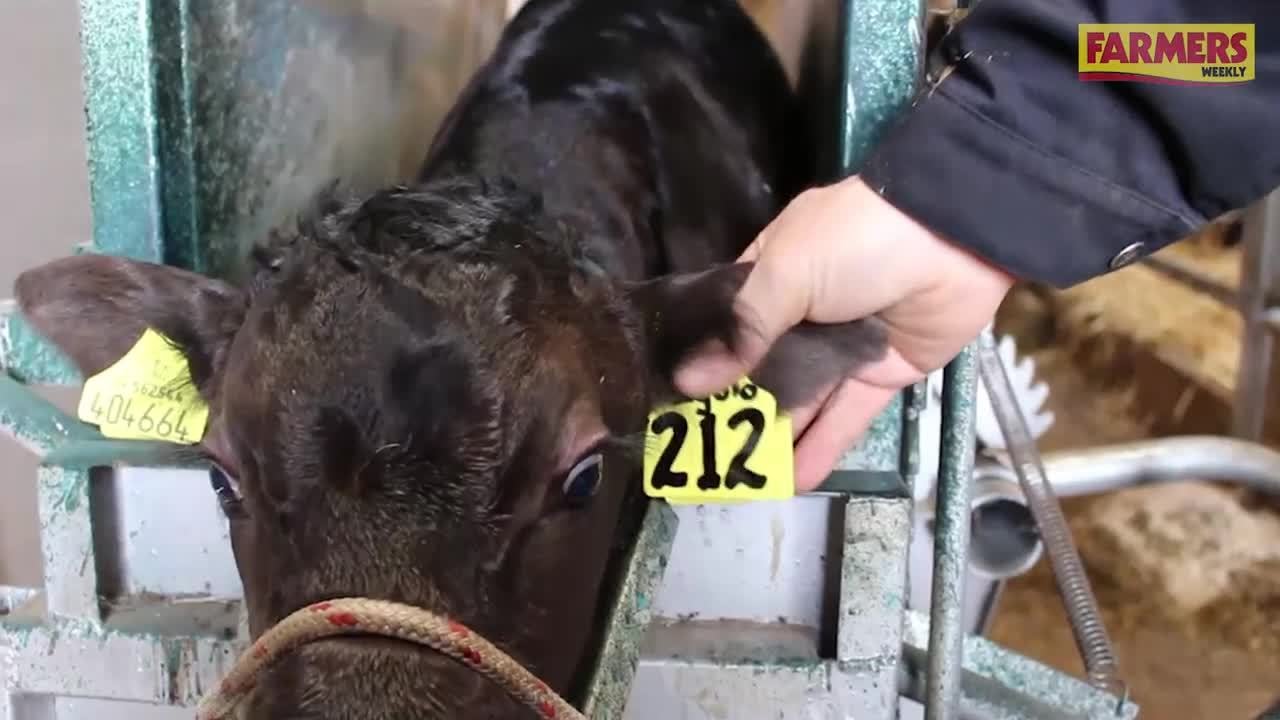 How to reduce tag losses on cattle