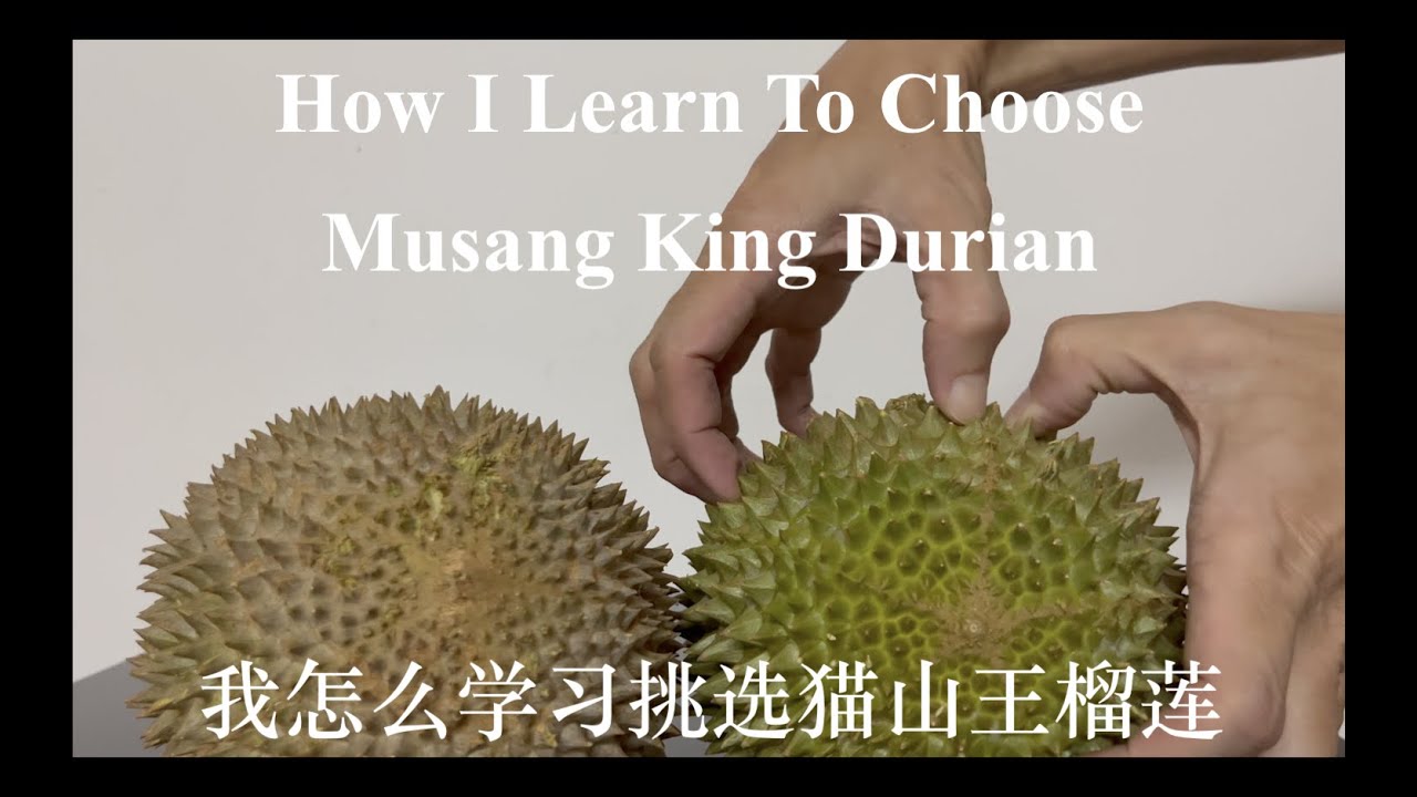 Duriology EP 7 How I Learn To Choose Musang King Durian ( 我怎么学习挑选猫山王榴莲）Case Study 1