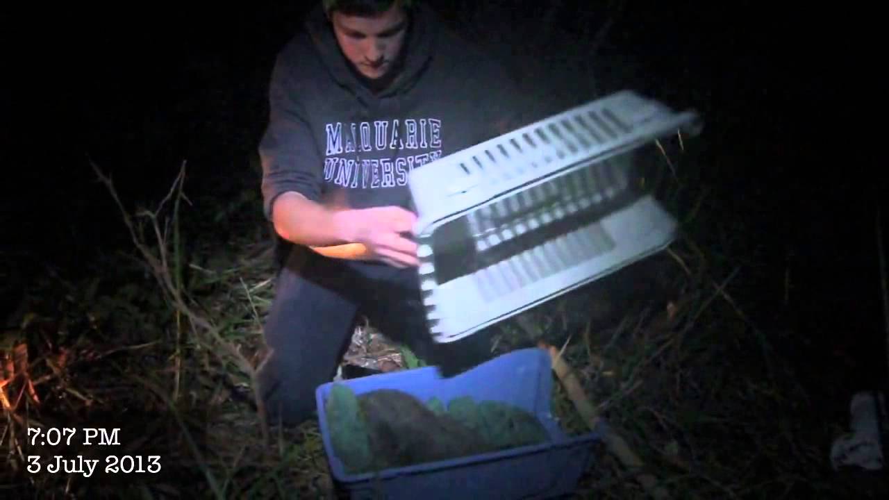 Brush Tail Possum Release!!