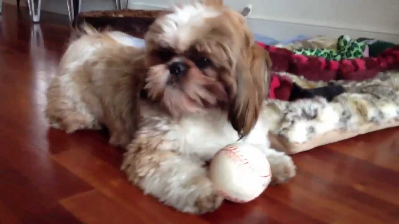 Oliver the Singing Shih Tzu!!