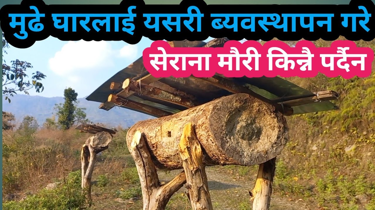 सेराना मौरीलाई आकर्षण  गर्न मुढे घारकाे पासो यसरी बनाउन बनाउनु पर्ने हुन्छ।