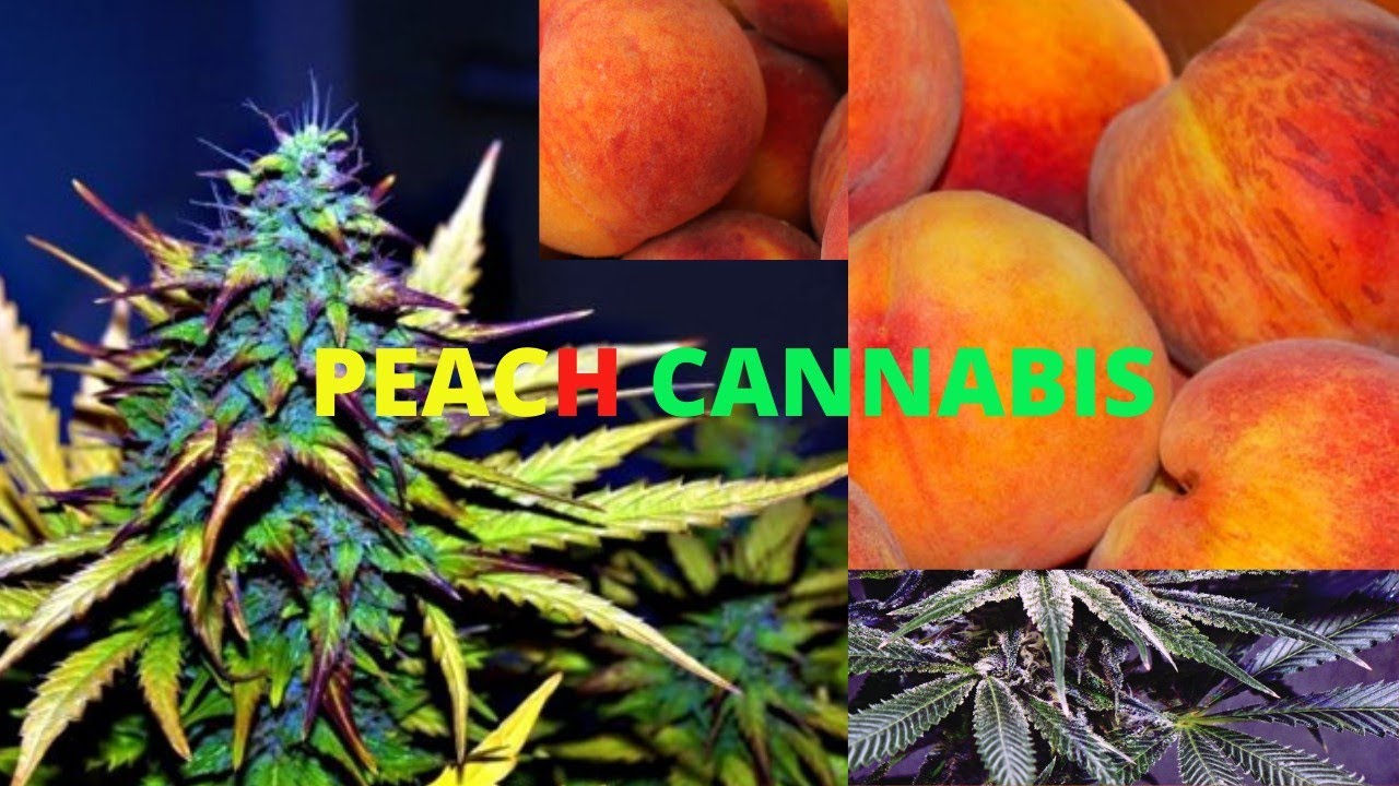 peach cannabis review