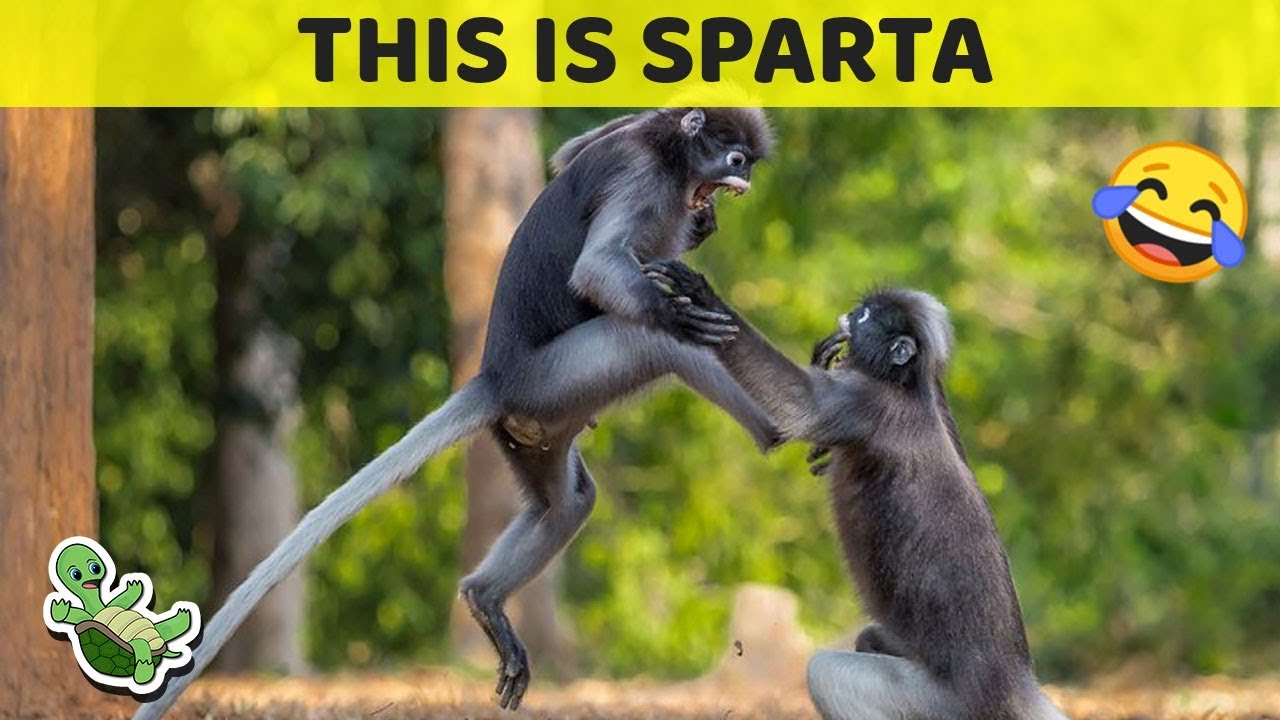 Funniest Wildlife Photos Of 2018